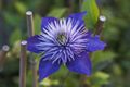 Clematis Multi Blue Powojnik